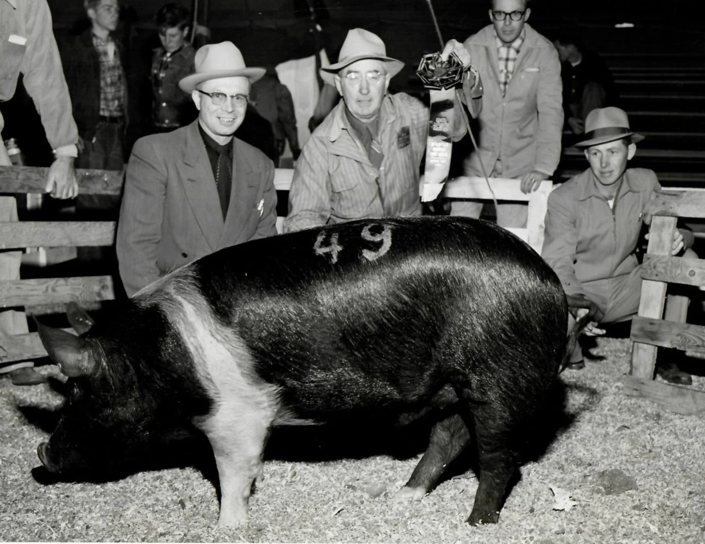 Black and white photo of a pig with the number 49 stamped on its side, surrounded by men in hats and coats, at a competitive pig contest.