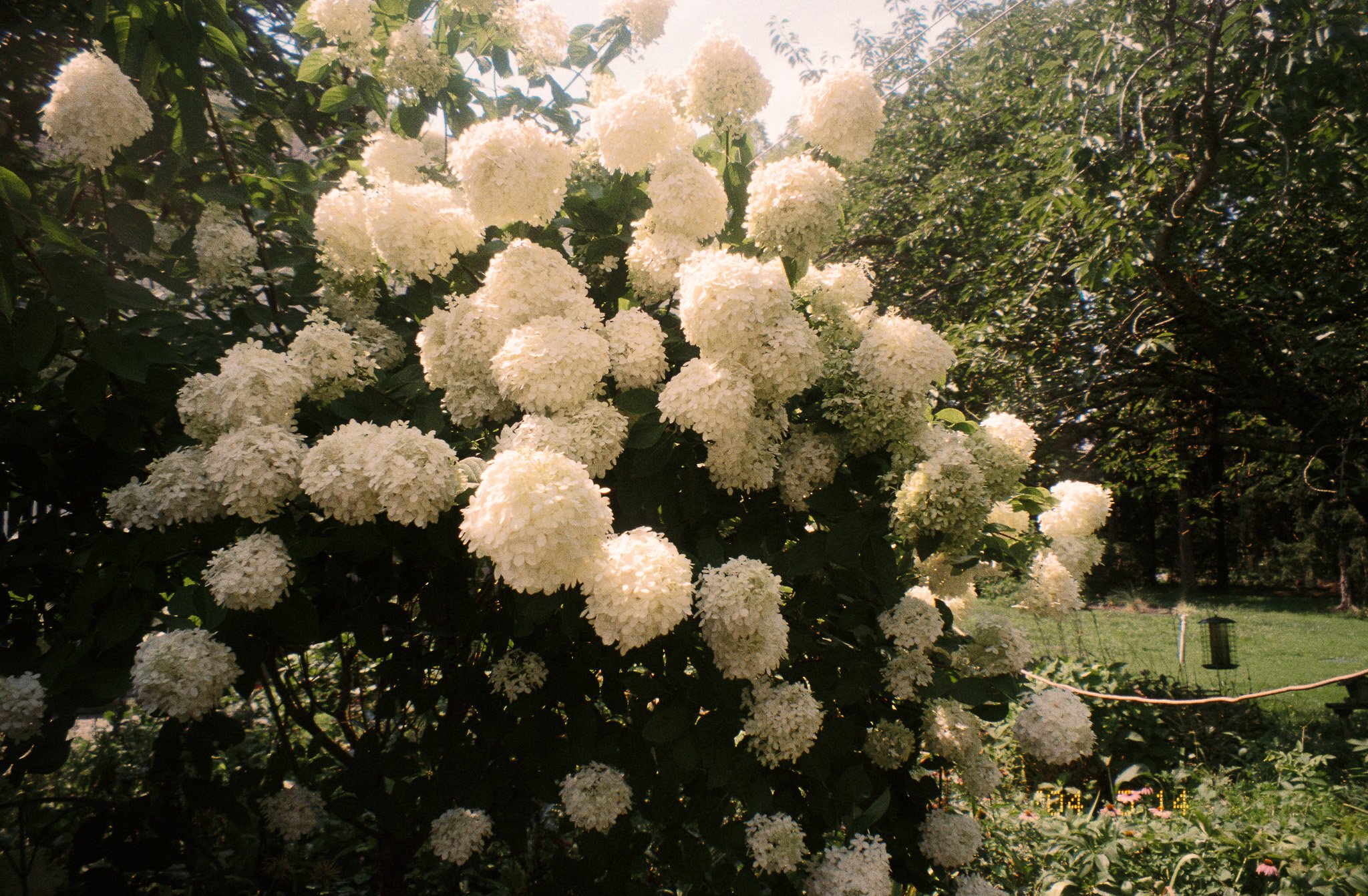 coastal wedding with hydrangea
