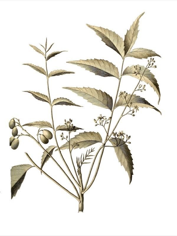 Neem Leaf