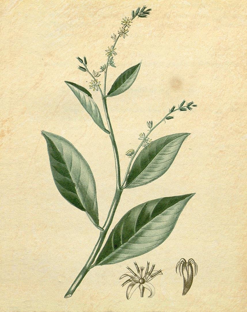 GuineaHenWeed.jpg