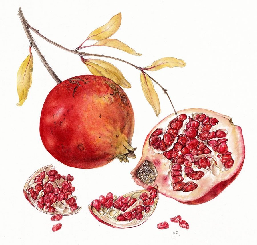 Pomegranate Botanical Illustration.jpg