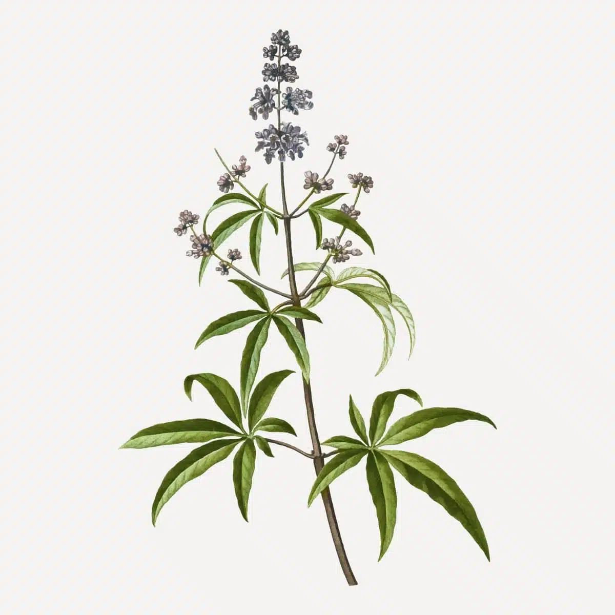 Chaste Tree Berry Illustration.png