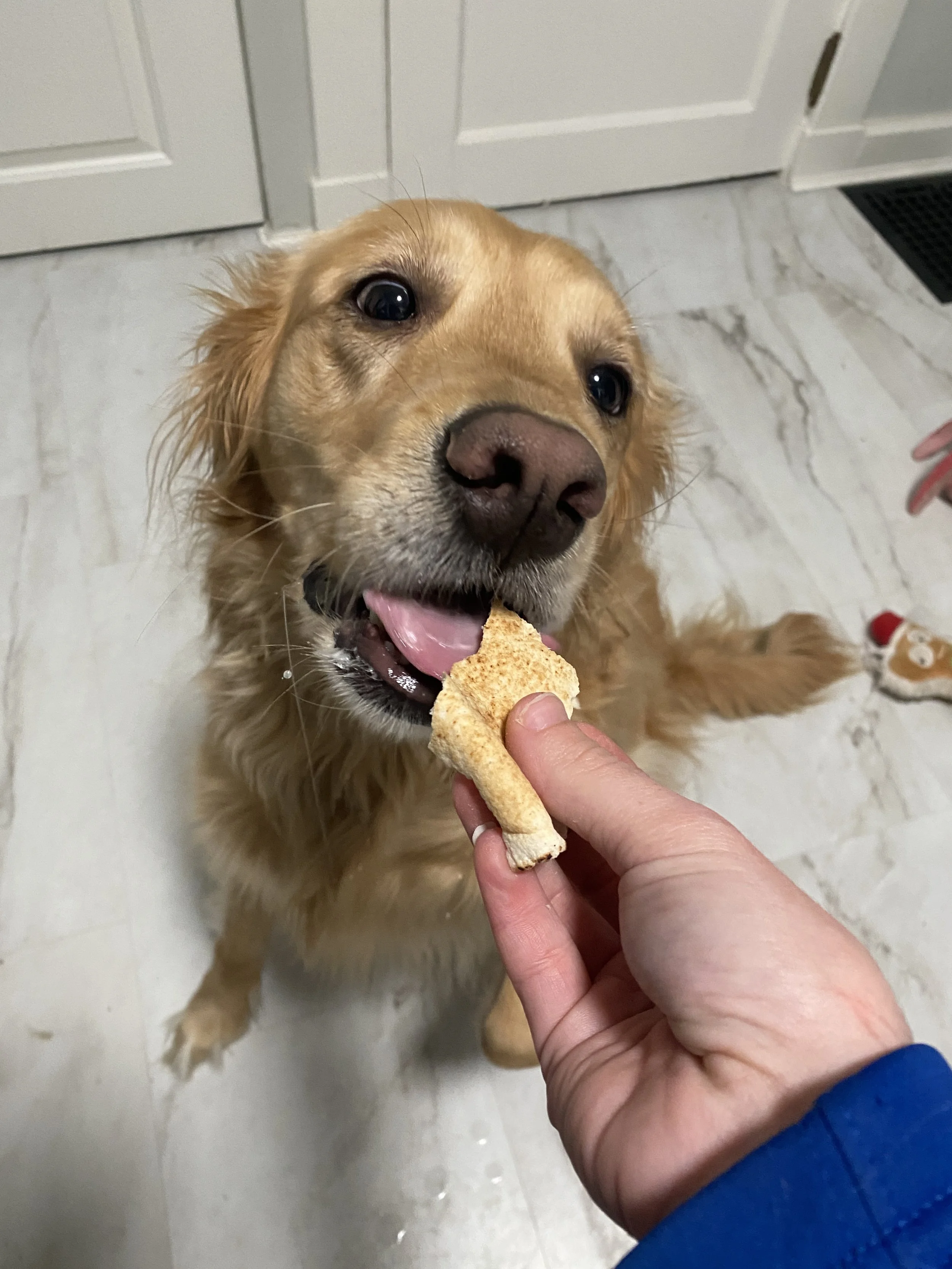 A golden retriever dog licking at a dog treat being held by a person's hand.