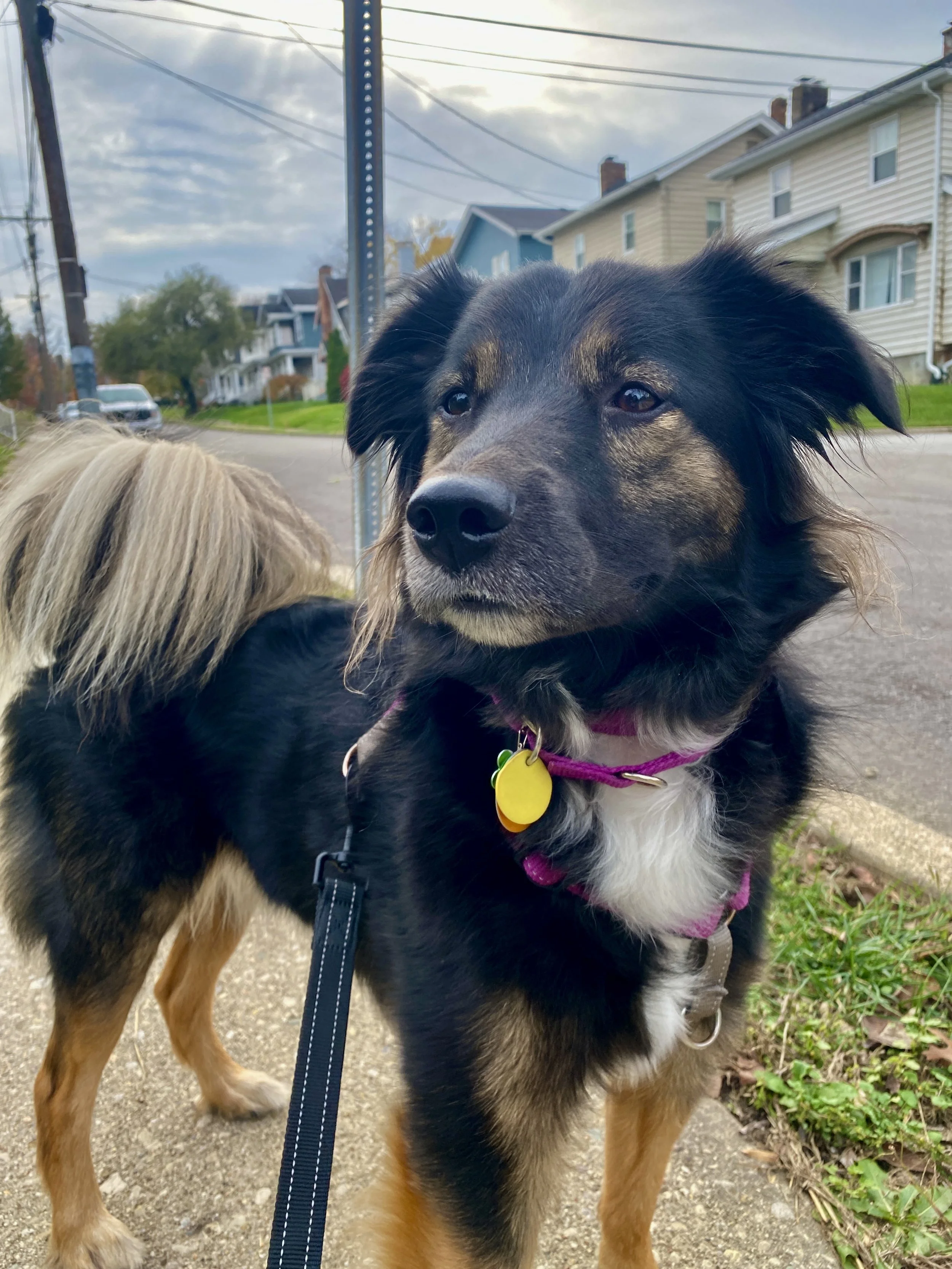 A black and brown dog with a white chest wearing a pink collar and leash, standing on a sidewalk in a neighborhood with houses and trees in the background.