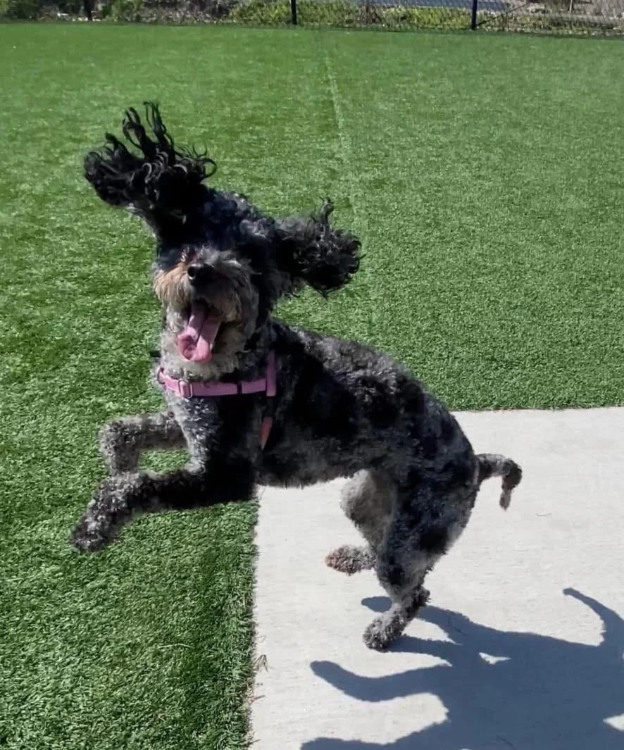 A black and gray curly-haired dog with floppy ears jumping and playing on a concrete sidewalk next to a grassy area, with a fence and trees visible in the background.