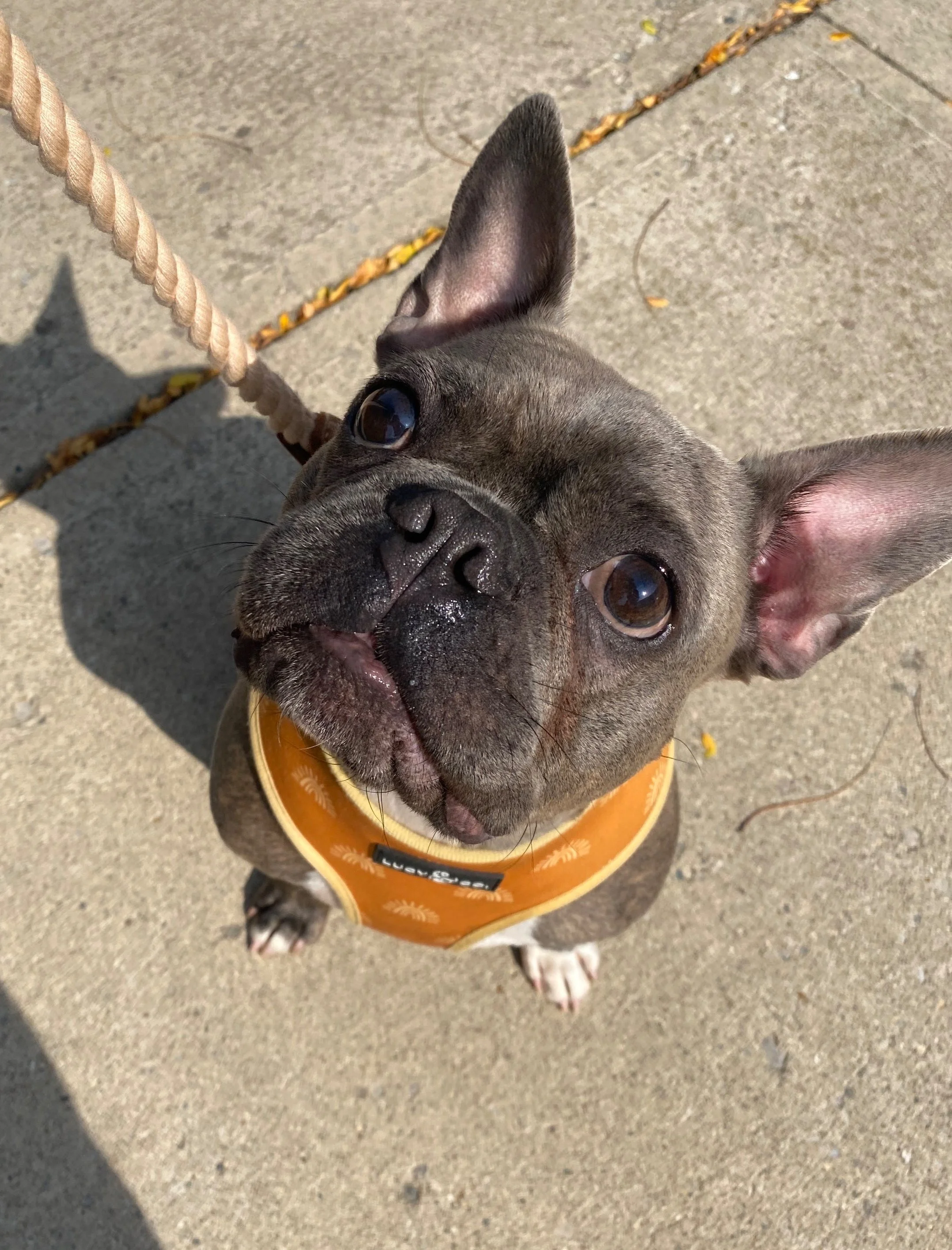 A French Bulldog wearing an orange bandana sitting on a concrete sidewalk.