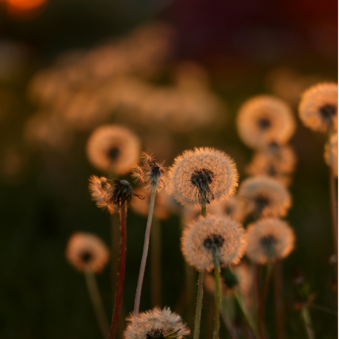 Holding Loss in the Body: Grief, Acupuncture, and Gentle Repair