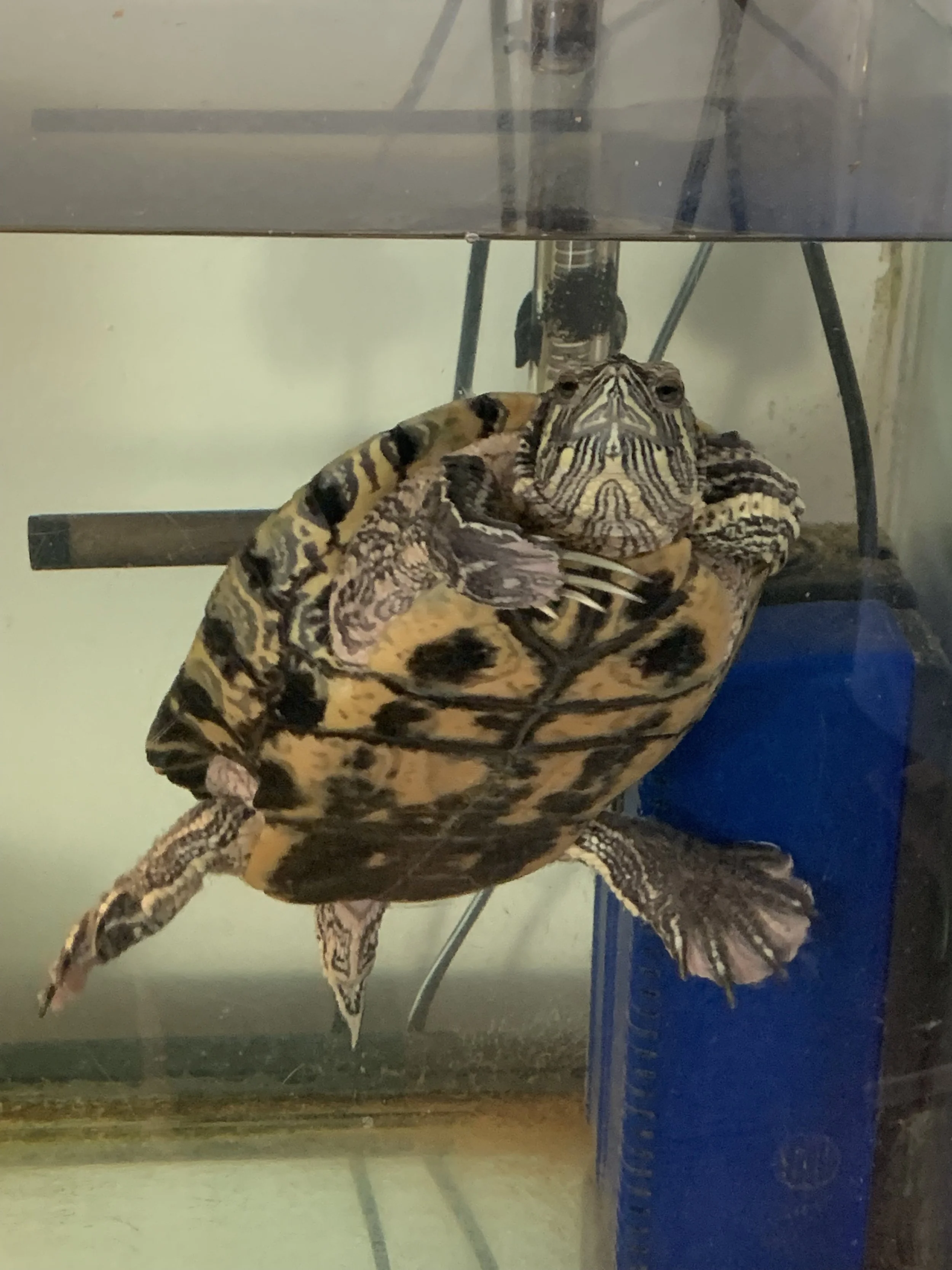 Close-up of a turtle with a patterned shell and head, inside a glass enclosure.