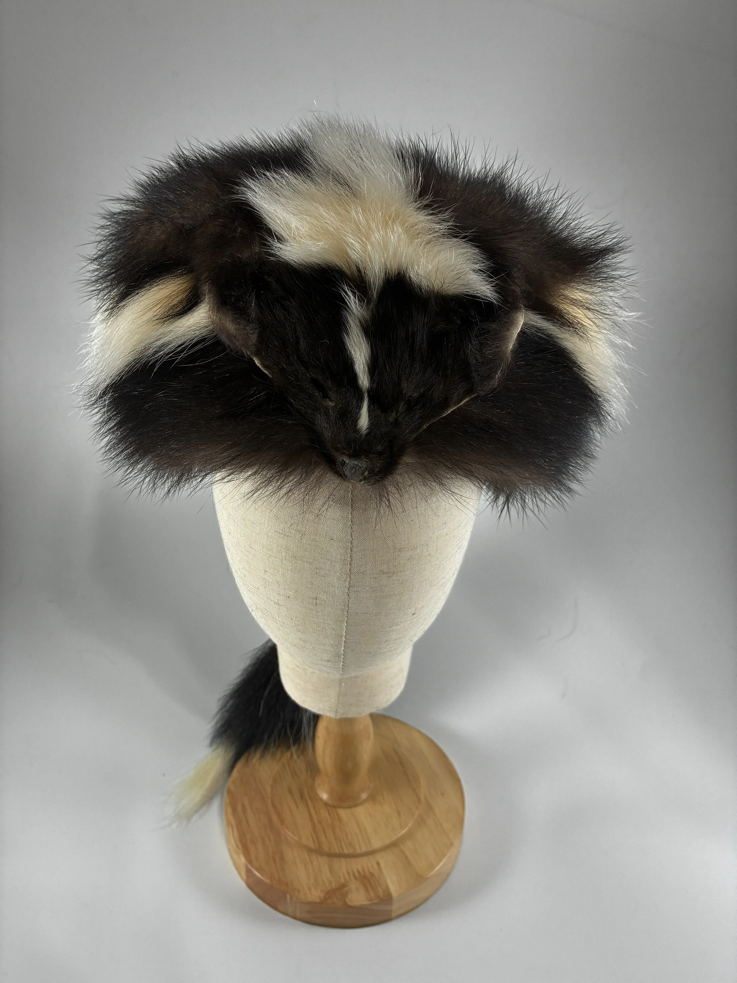 Skunk w face 2.jpg