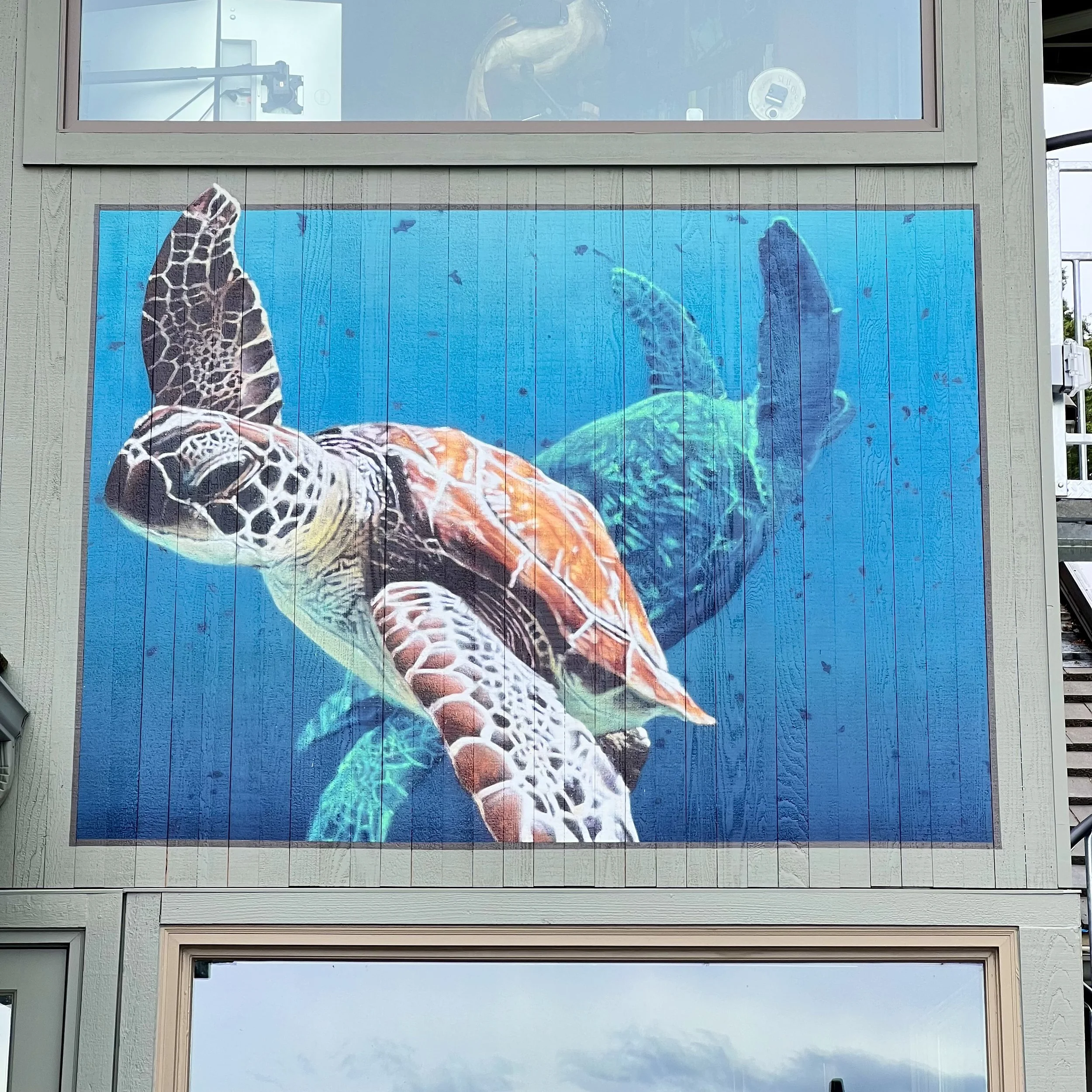 Tropical ocean scene with Sea Turtles