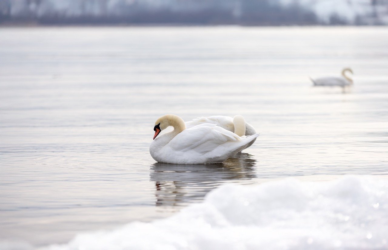 3F6A8697-Swans Large.jpeg