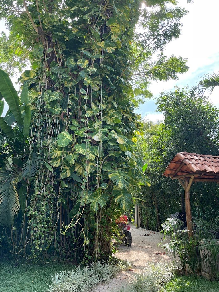 jungle caciques.jpg