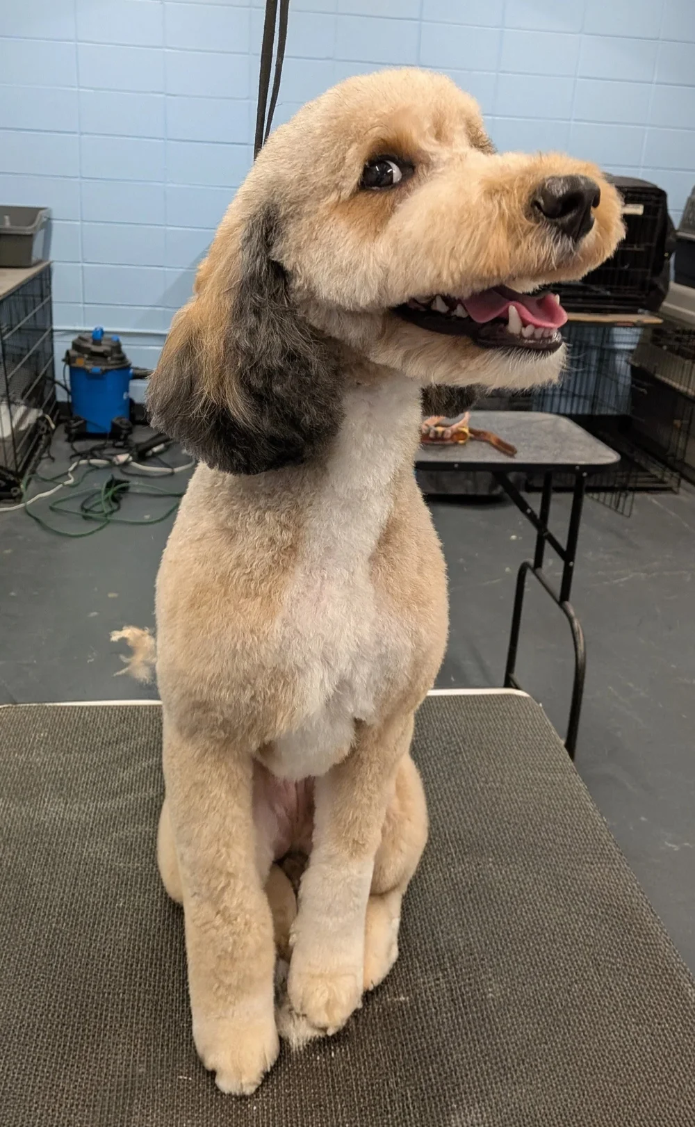 Happy dog