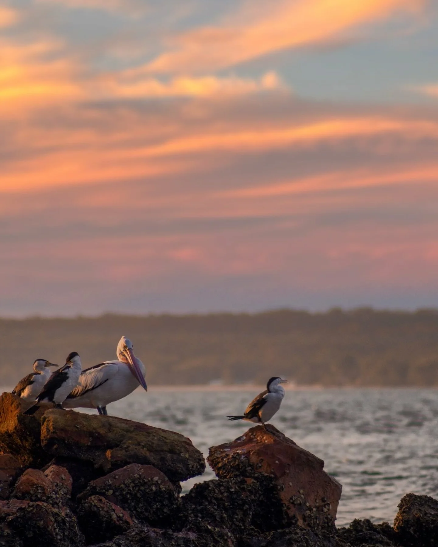 Suns setting on an awesome break. Ready to fly back into the EOY&hellip;
#nelsonbay #portstephens #dutchiesbeach