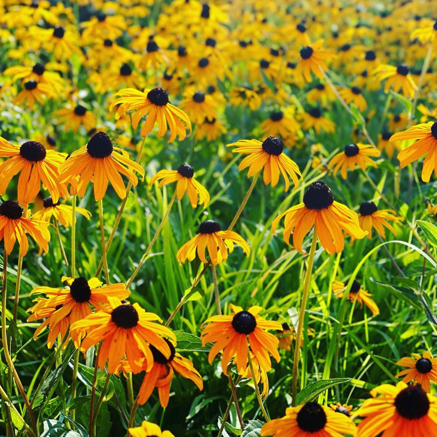 Rise above the storm and you will find the sunshine. 🌞
- Mario Fernandez