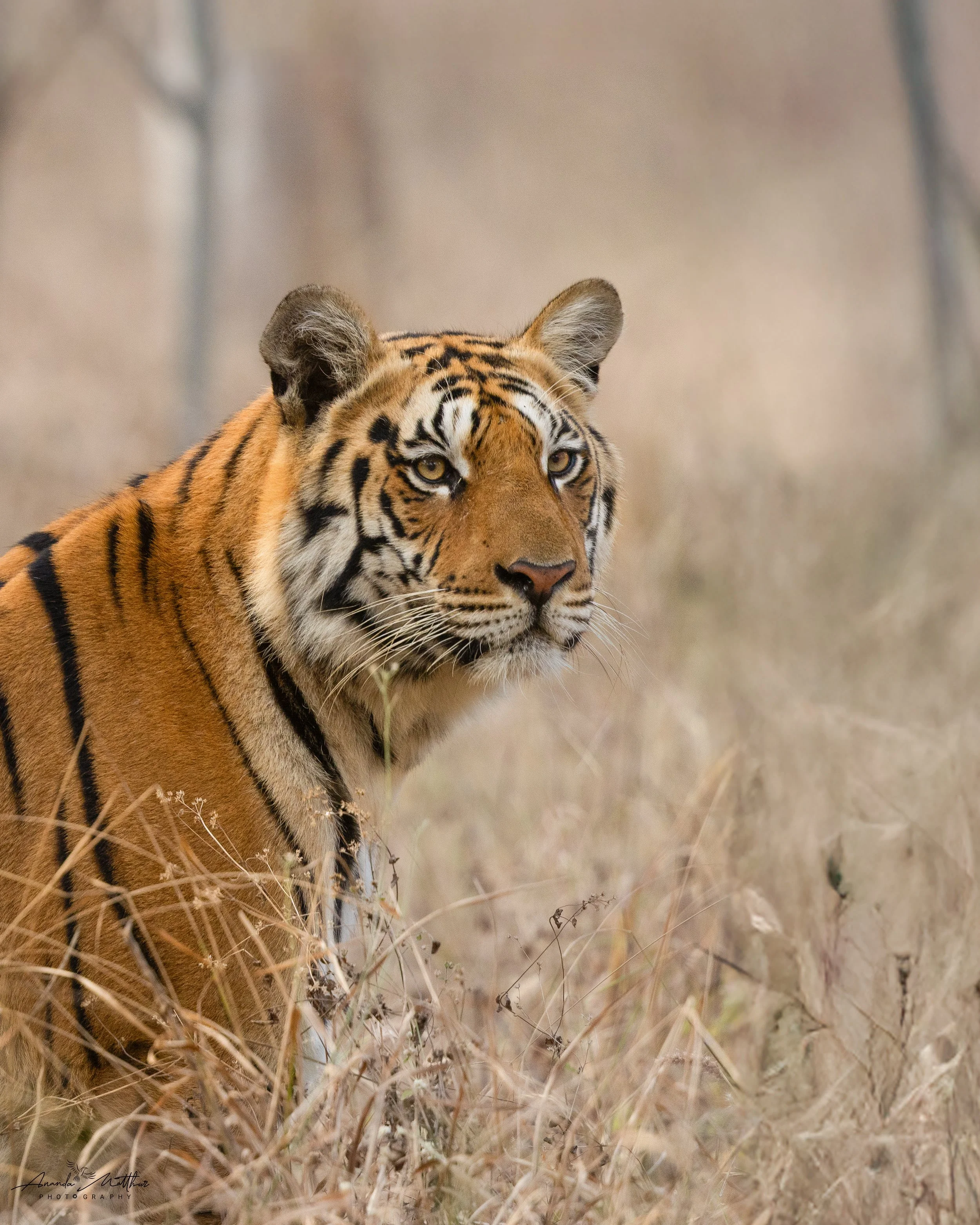 Pench, MP
