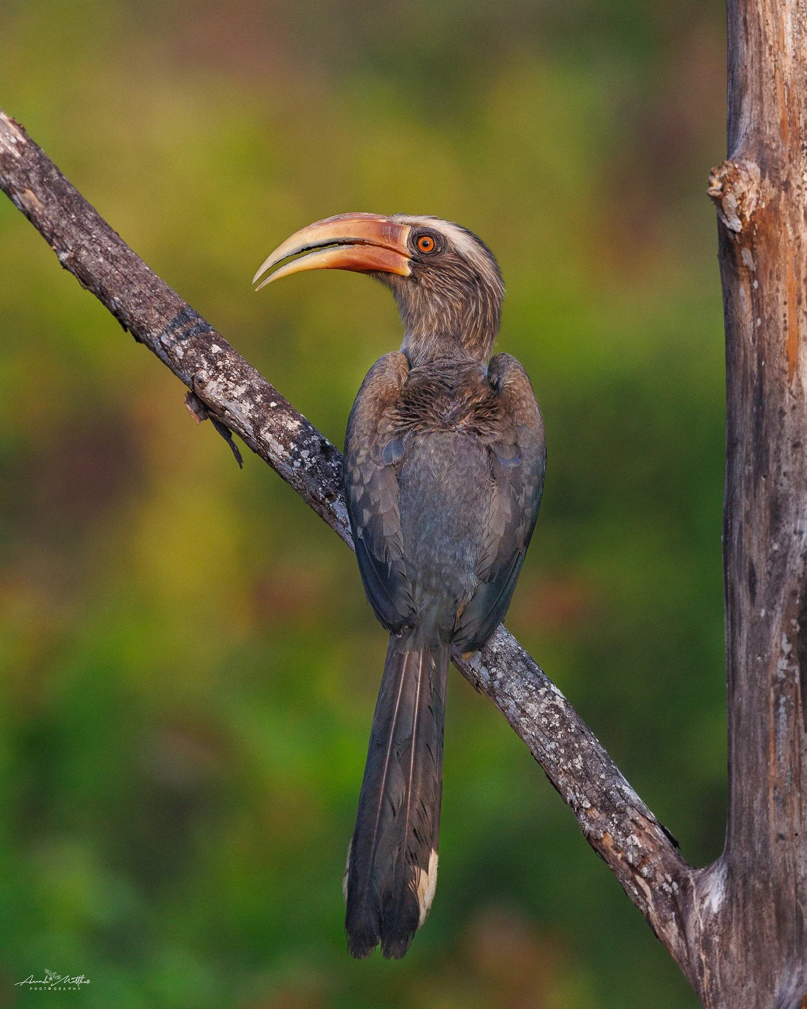 Grey_Hornbill_Portrait.jpg