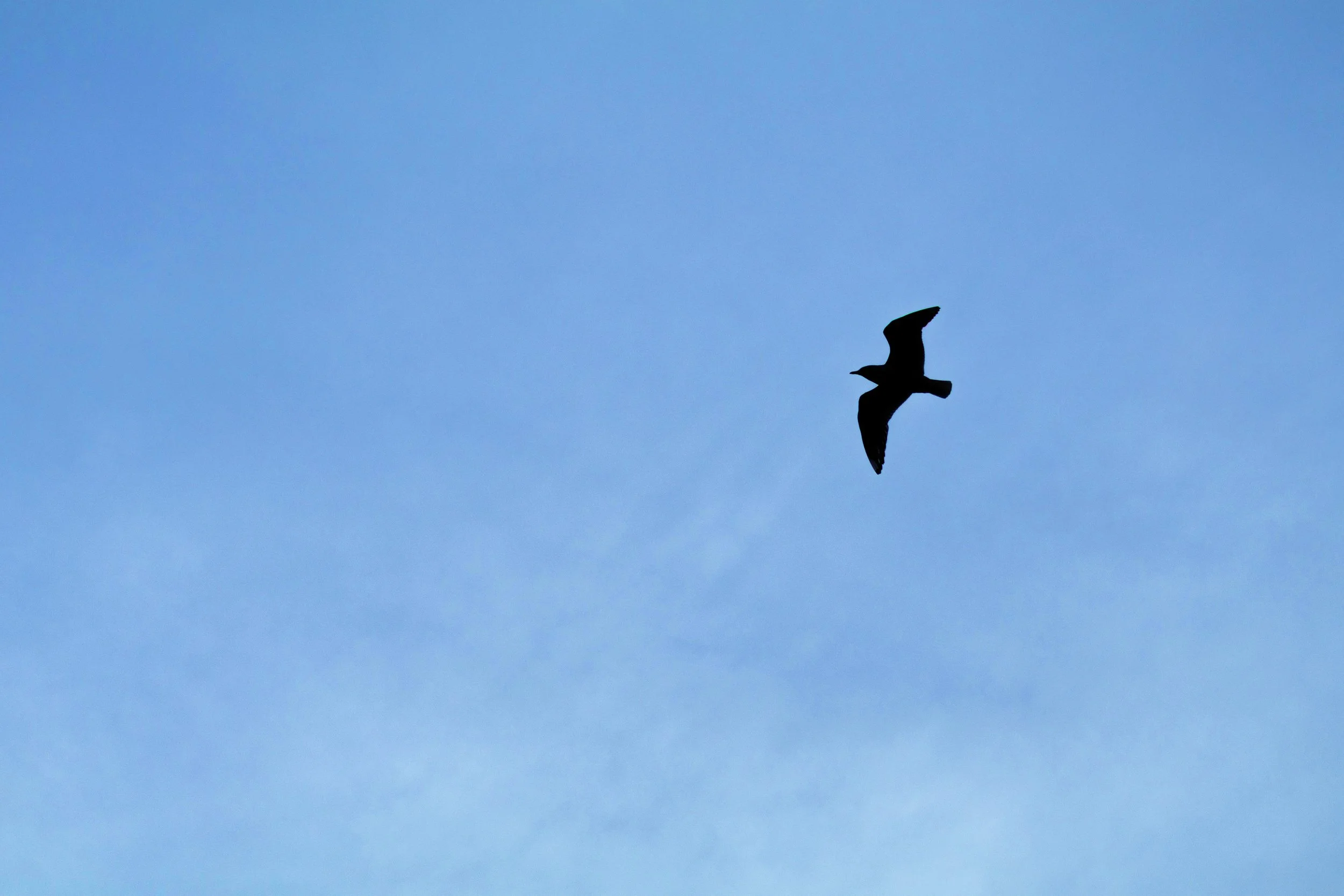 gull_against_sky.jpg