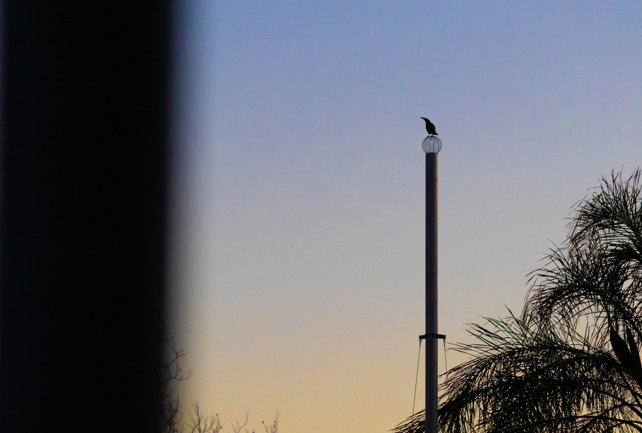 bird on pole at sunset