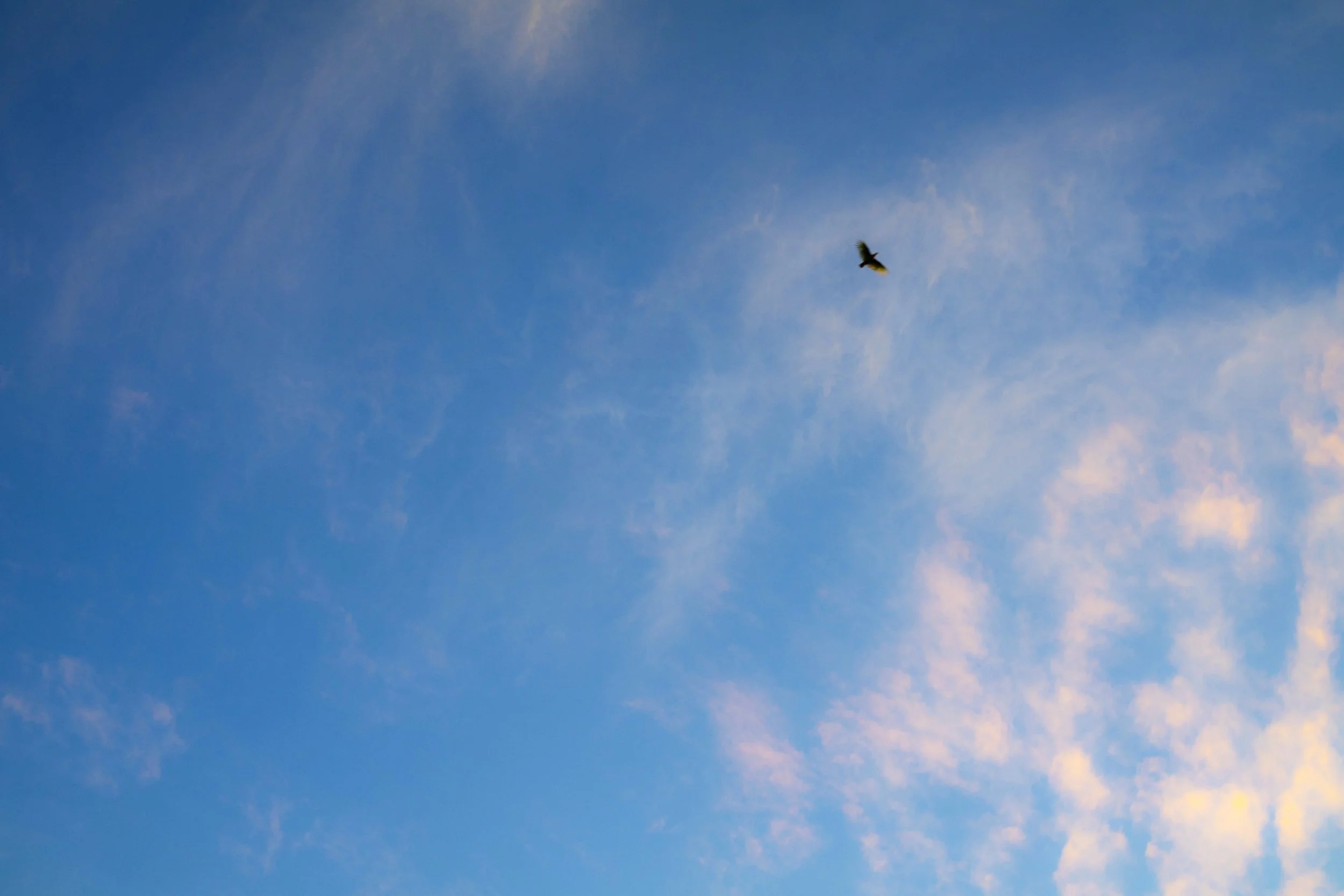 bird_sky_1.jpg