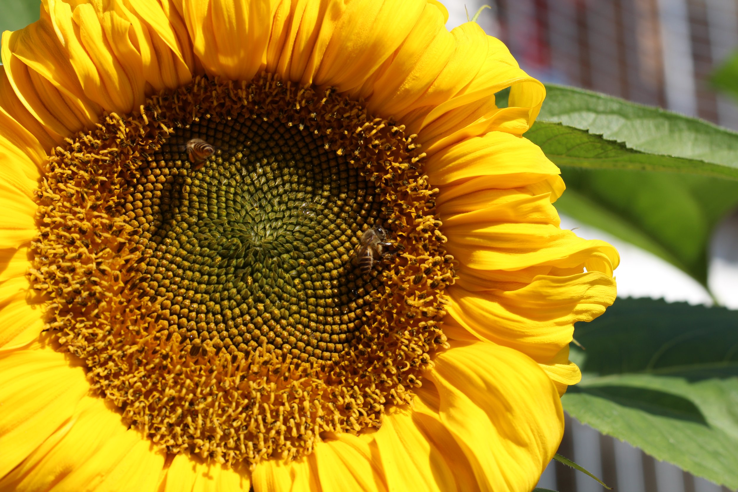 sunflower_2.JPG