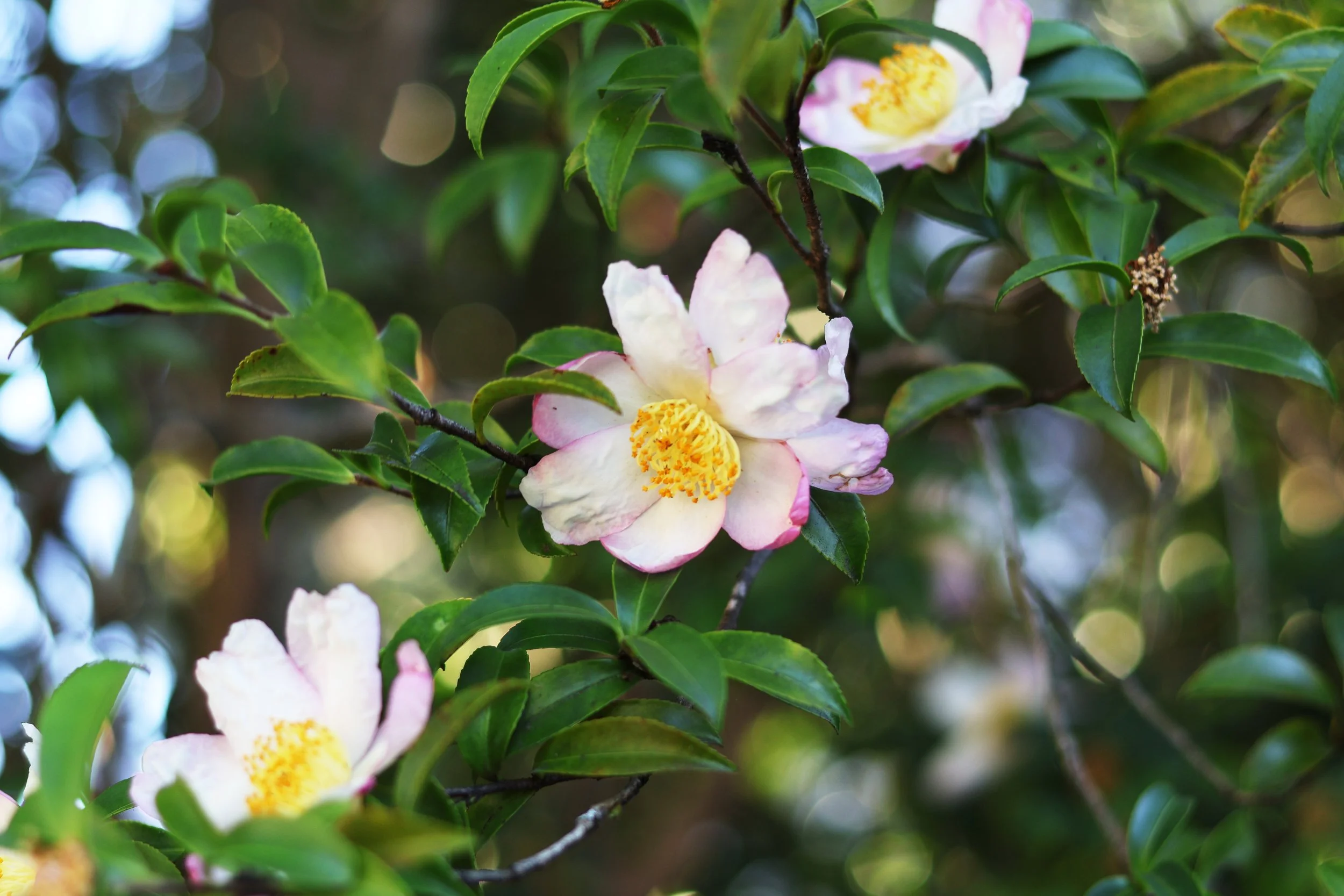 flower_close_up_1.JPG