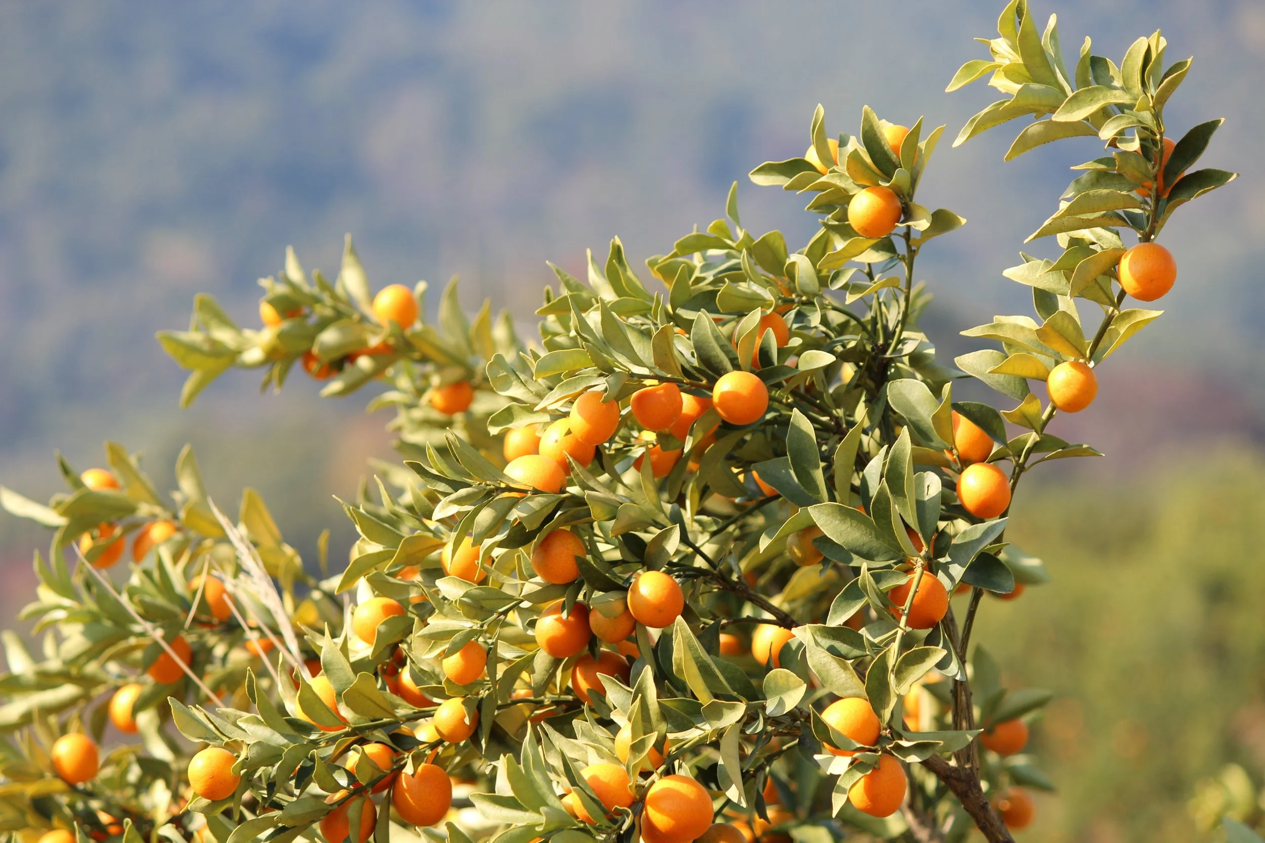 kumquat_branch_1.JPG