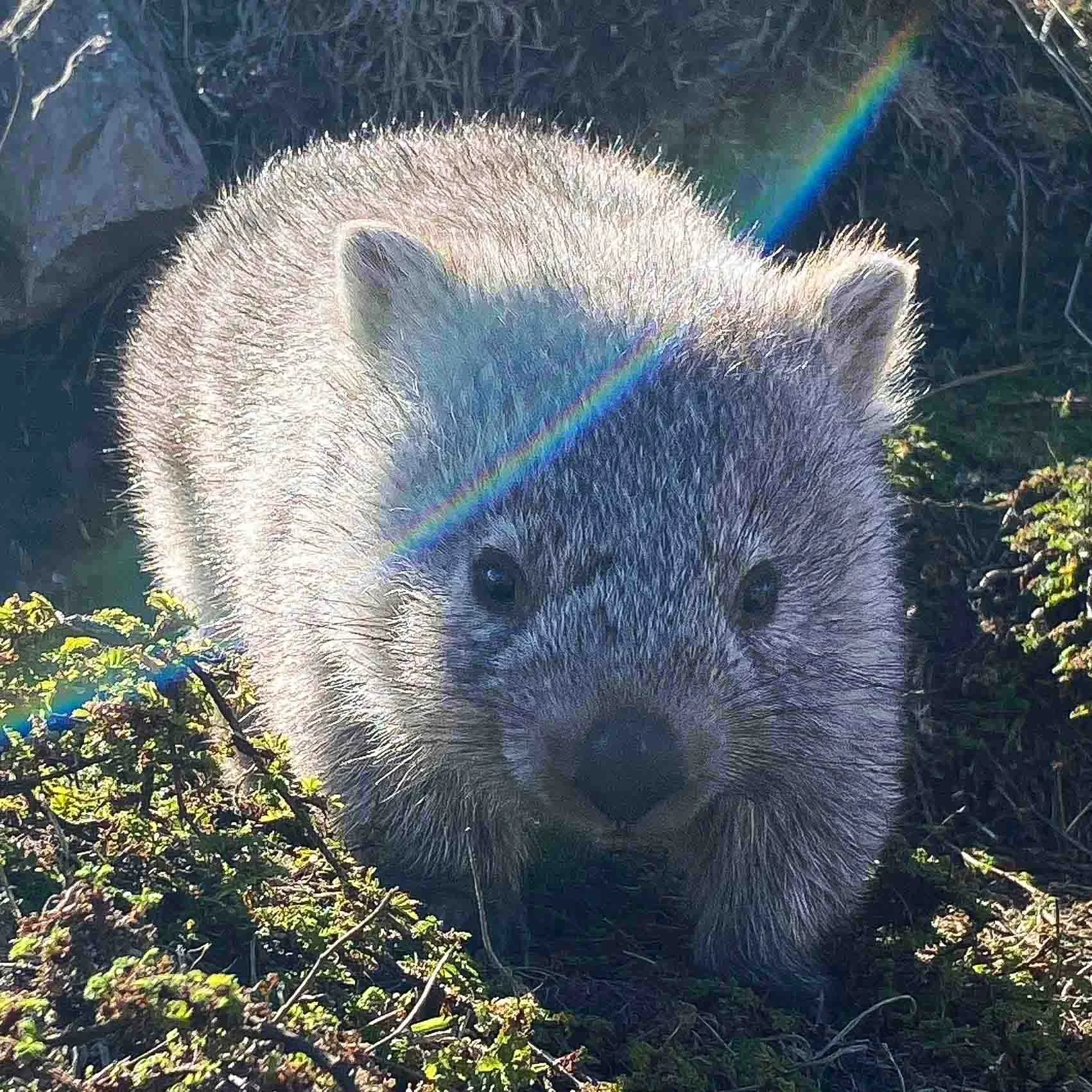Baby wombat at burrow entrance