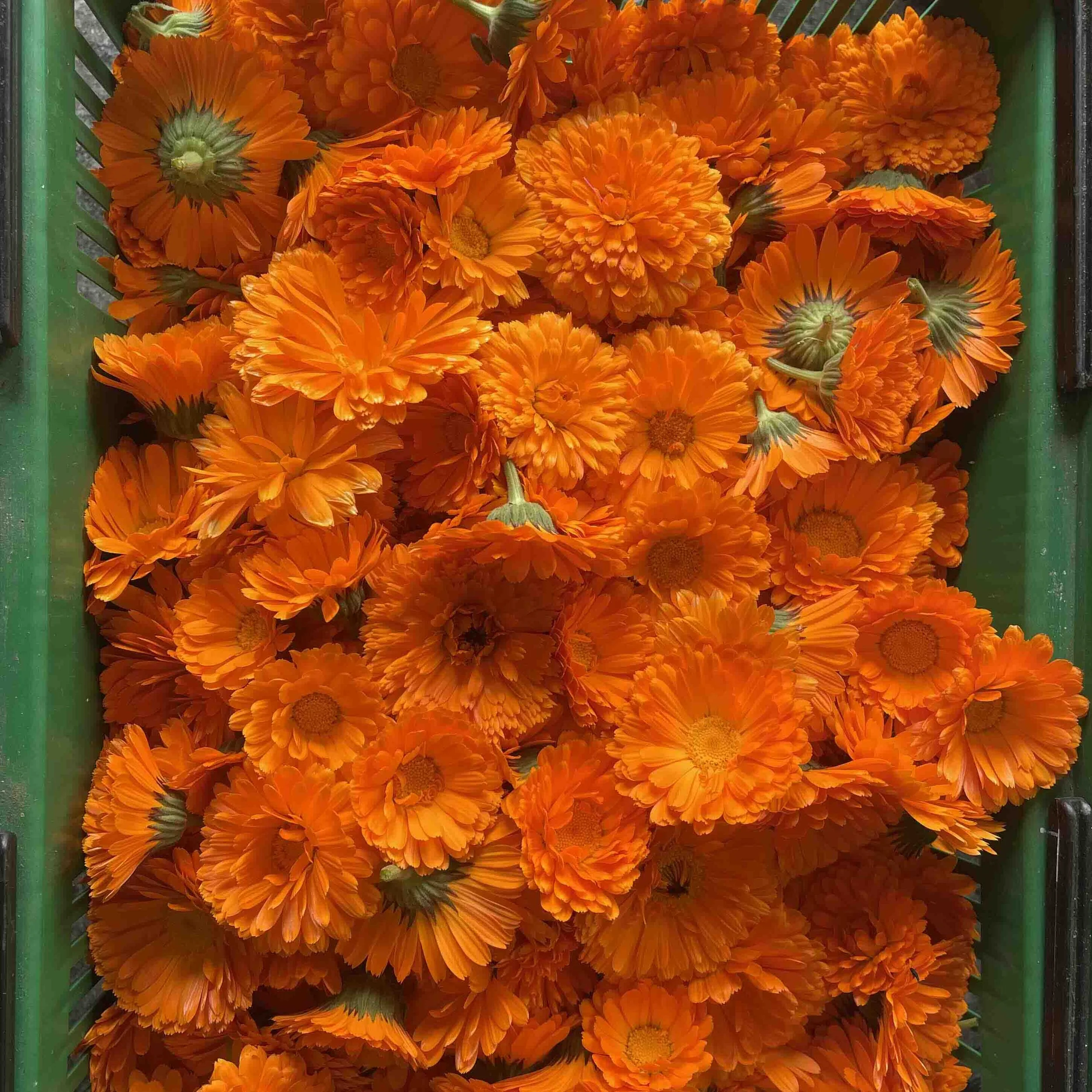 A green crate filled with freshly harvested, bright orange Calendula flowers.