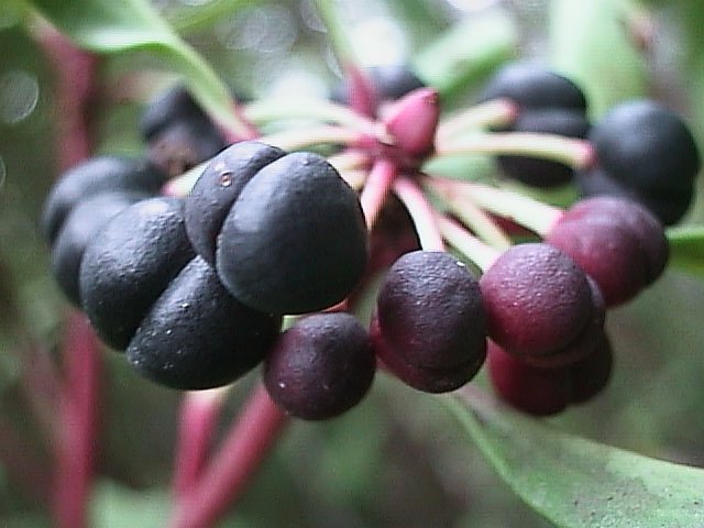 Close-up of a cluster of shiny black berries of Tasmanian Pepperberry.