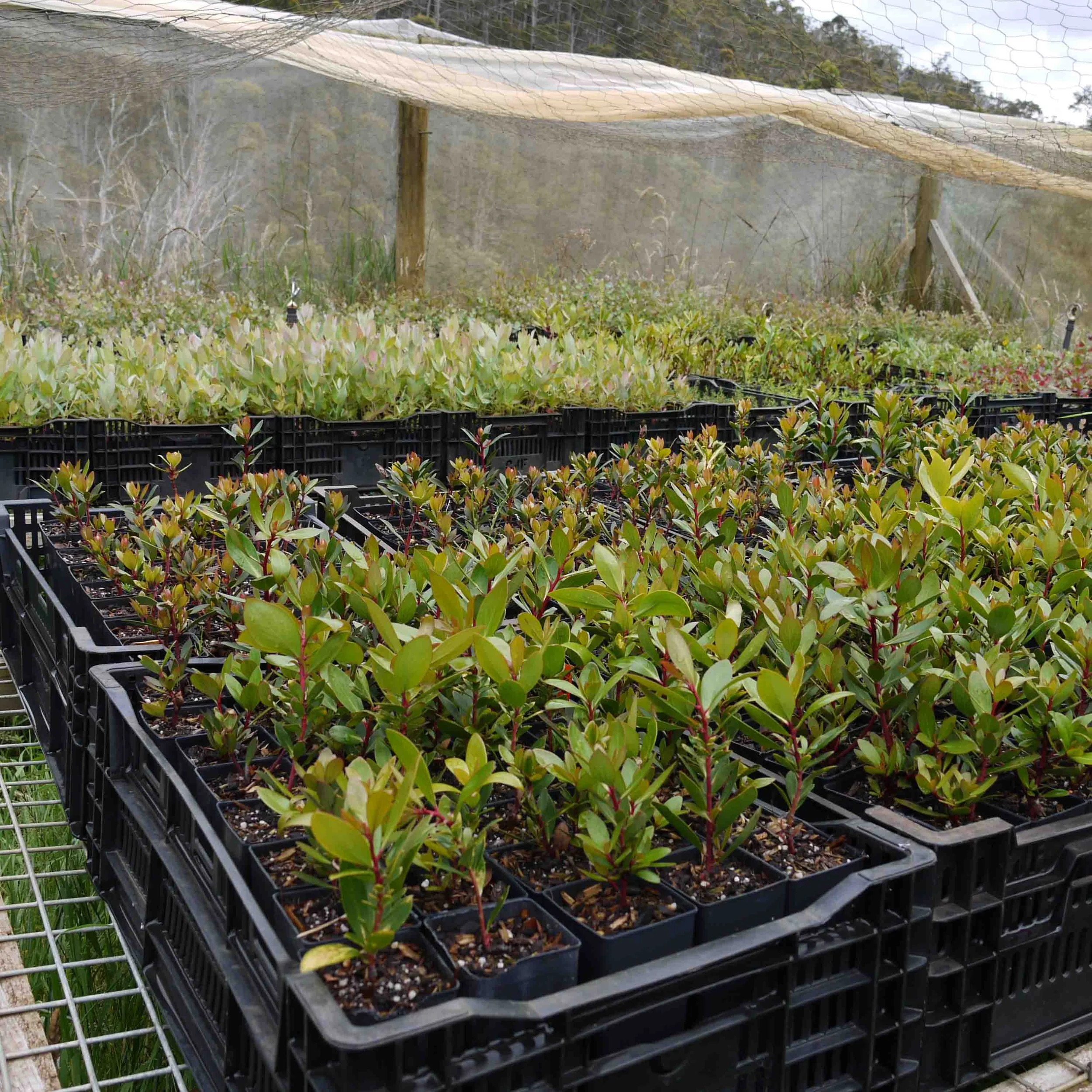 Crates containing hundreds of native plant seedlings in a nursery setting.