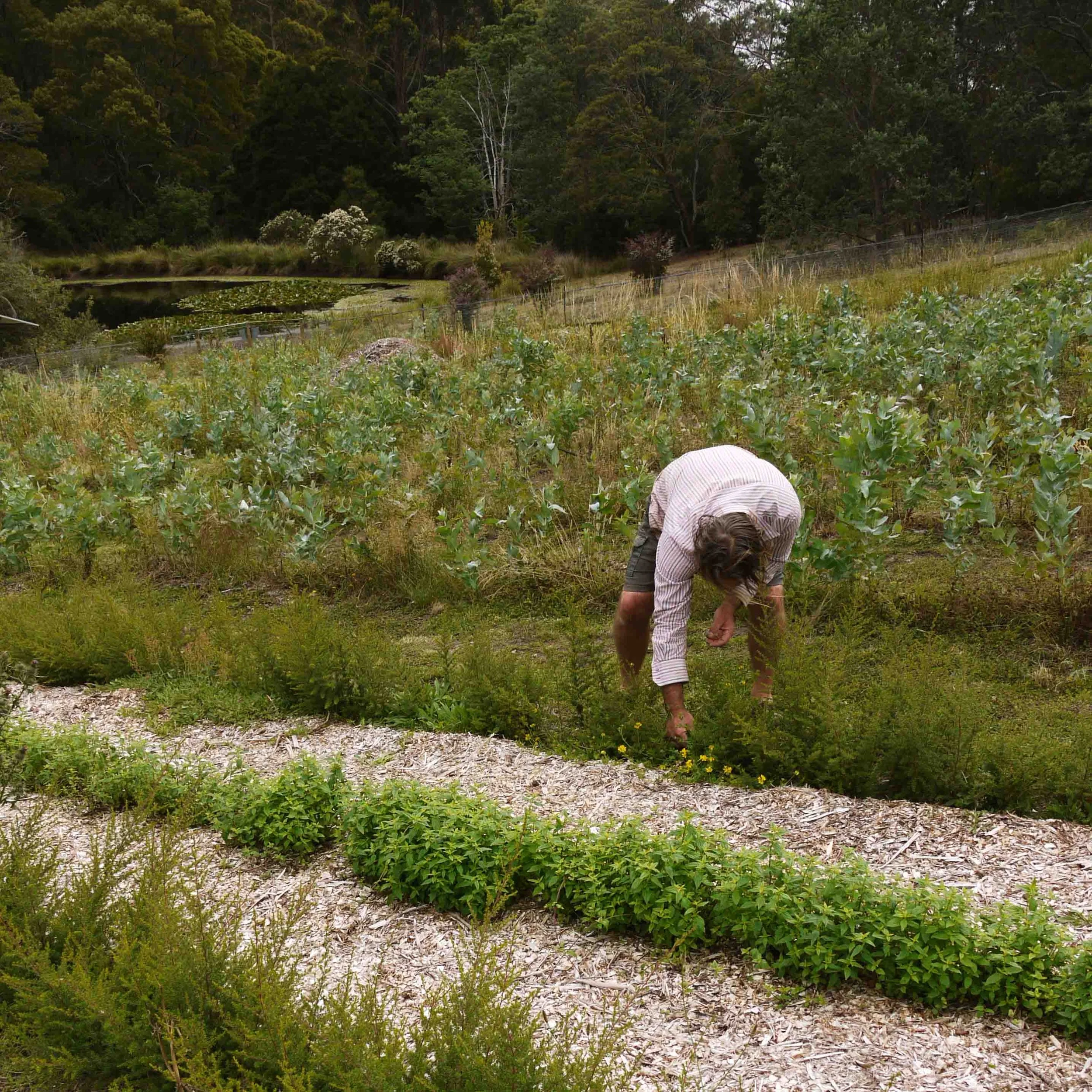 A person weeding along rows of plants in an essential oil plantation, with a dam and native bushland in the background. 