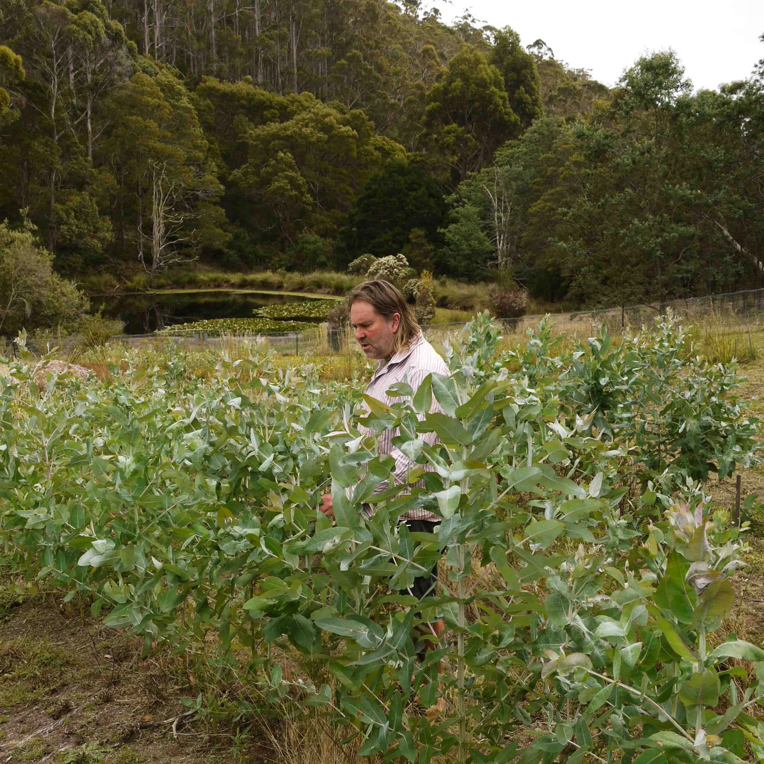 A man standing among rows of shoulder-high Tasmanian Blue Gum plants in an essential oil plantation, with a dam and native bushland in the background.