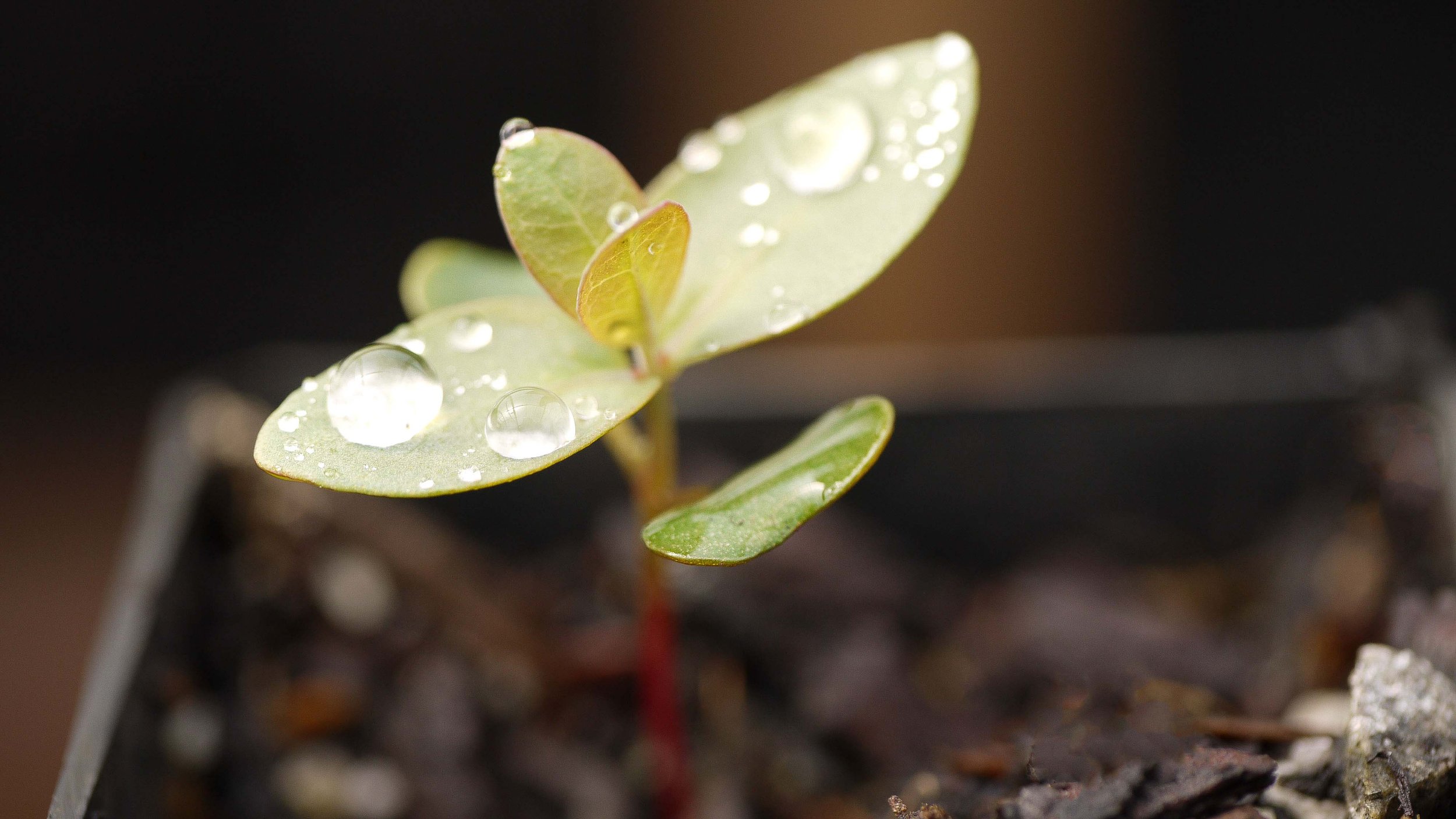 Close-up of young Eucalyptus seedling, with water droplets on the leaves