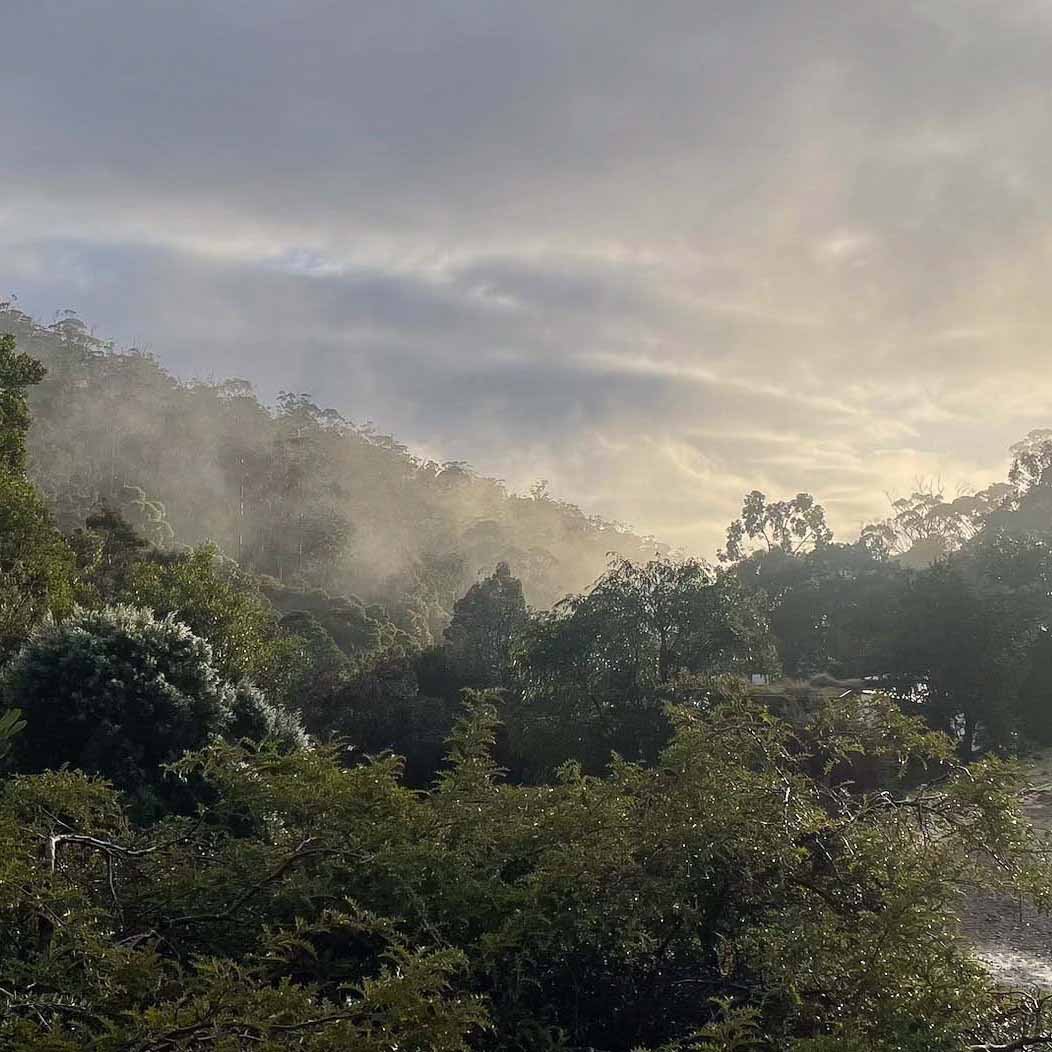 Misty morning at Wild Oils Tasmania