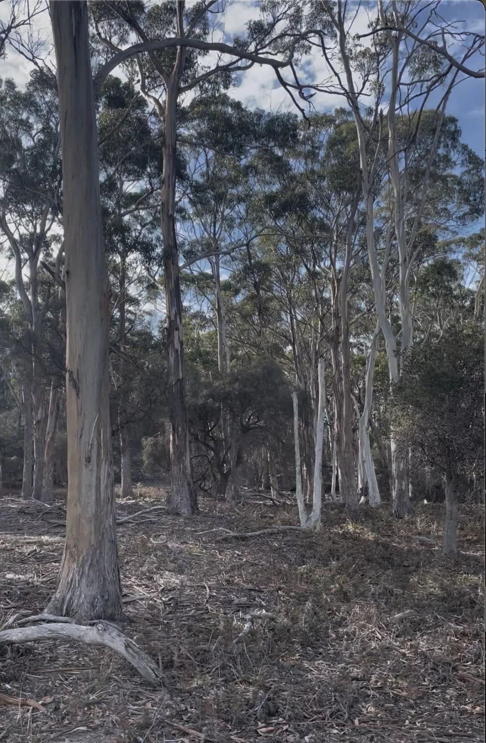 Blue Gum forest Maria Island.jpg