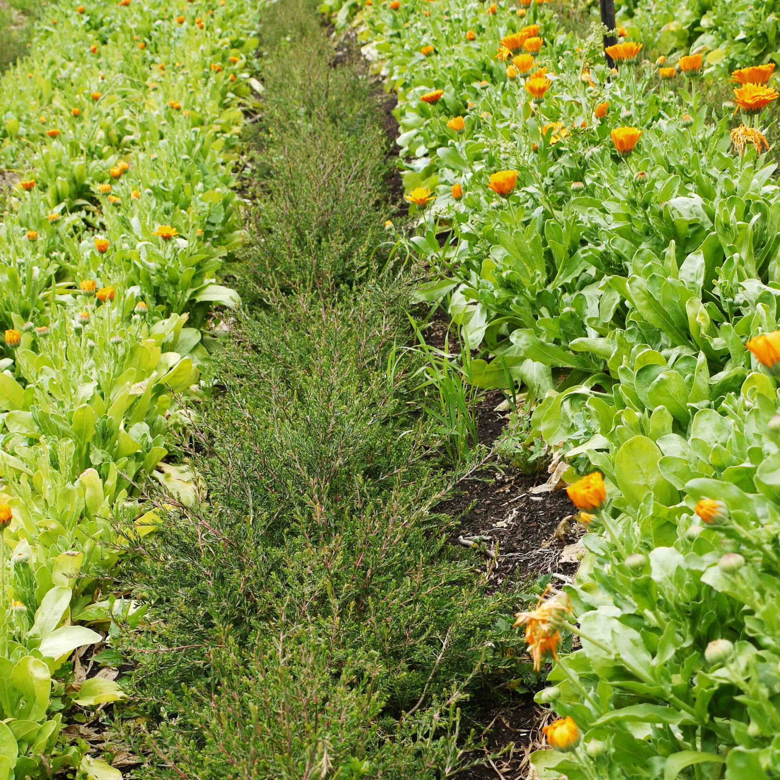 Rows of Melaleuca pustulata with rows of orange-flowered Calendula growing either side.