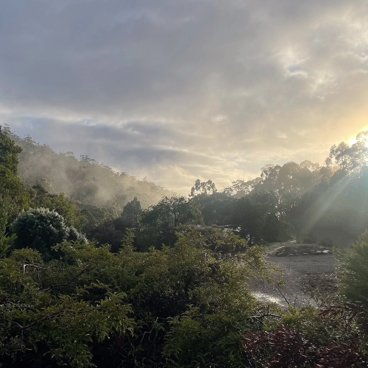 Morning mist in our valley at Wild Oils Tasmania.