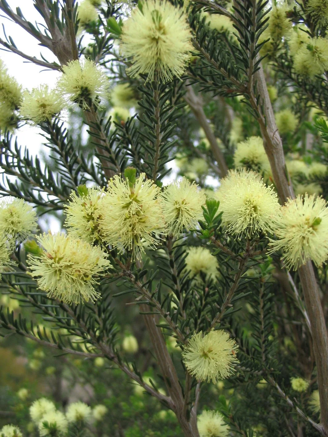 melaleuca pustulata.JPG
