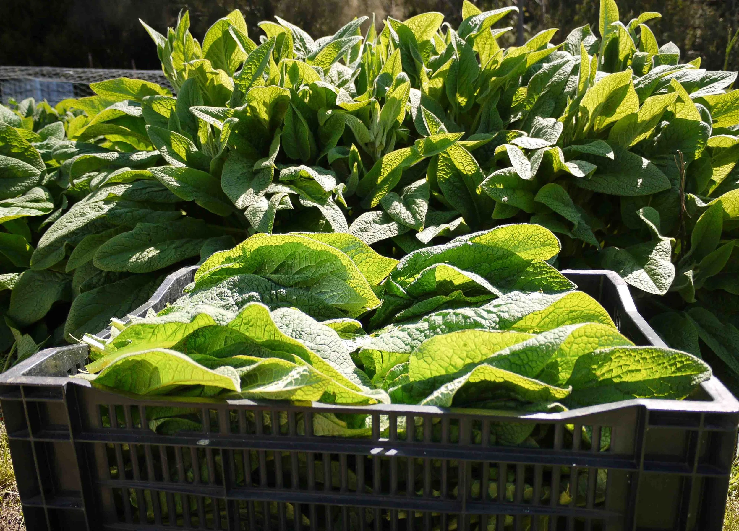 A crate of harvested Comfrey leaves next to rows of growing Comfrey.