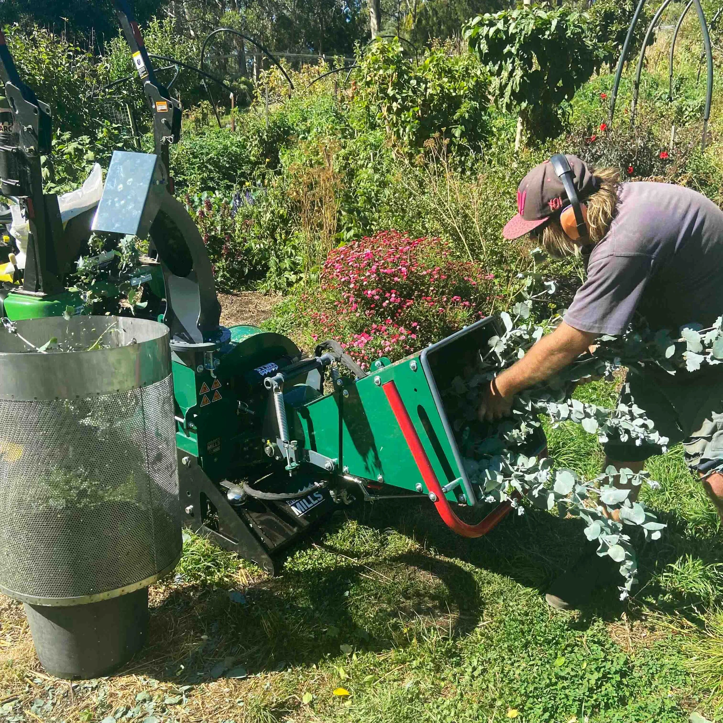 A person feeding Tasmanian Eucalyptus cordata branches into a wood chipper to shred the leaves and branches for essential oil distillation.