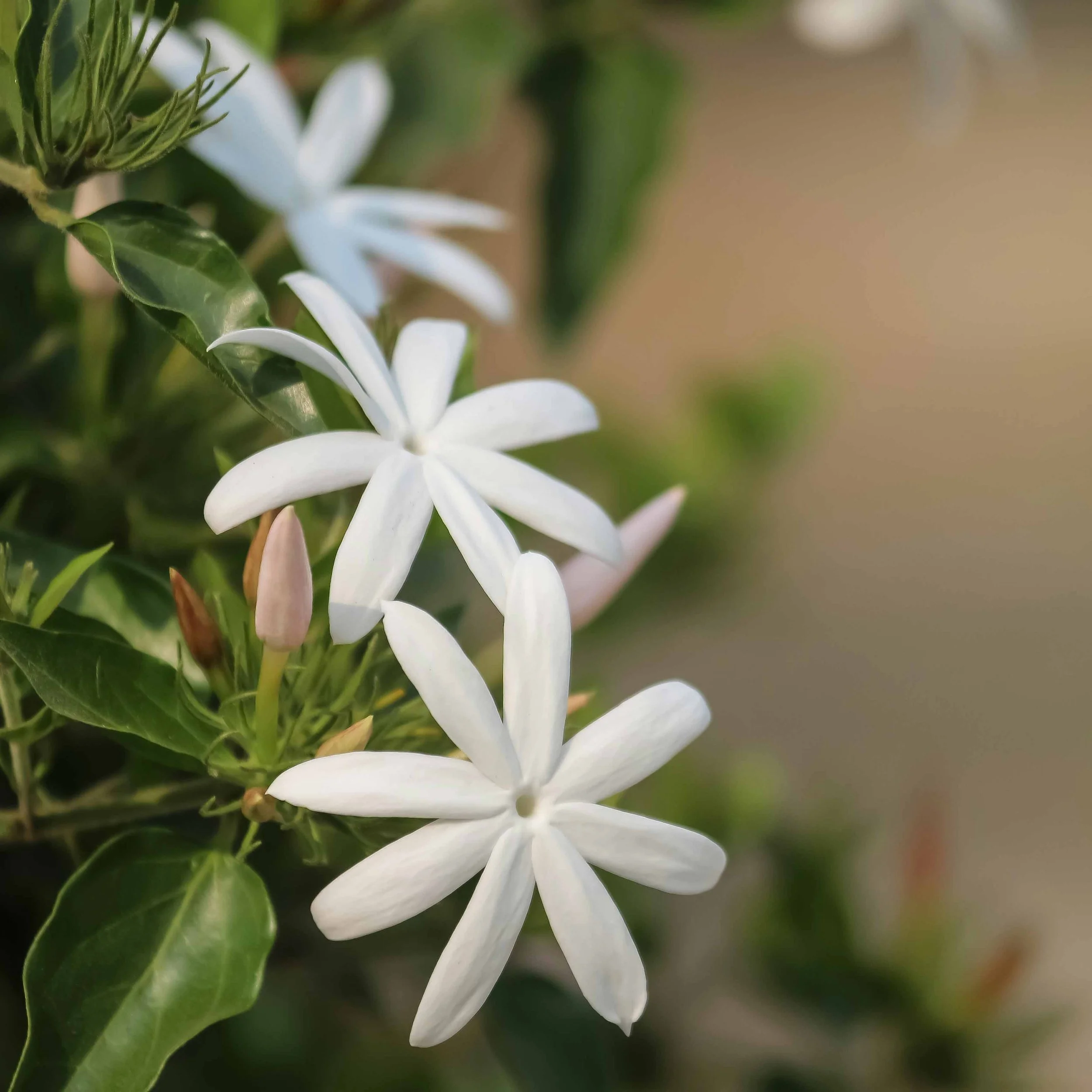 Jasmine.jpg