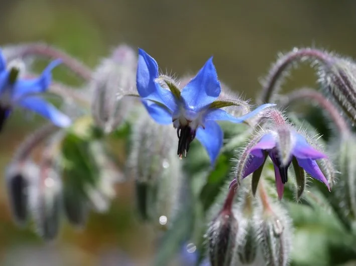 borage flower.jpeg