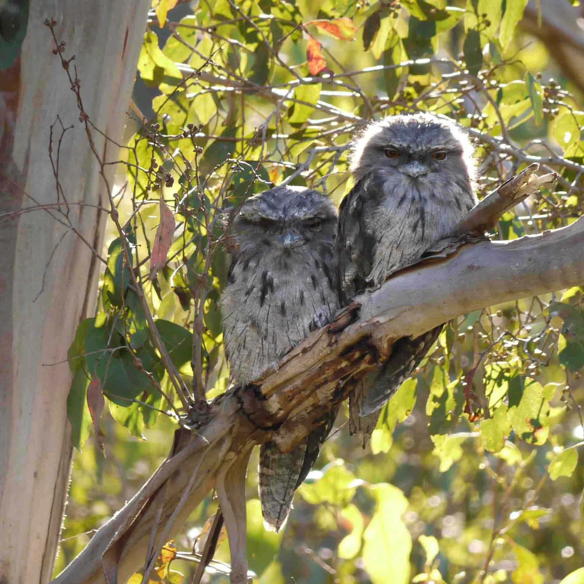 Baby Tawny Frogmouth chicks in a tree near our house