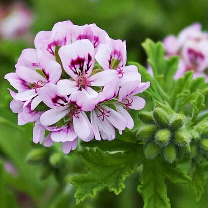 Rose-Geranium.jpg