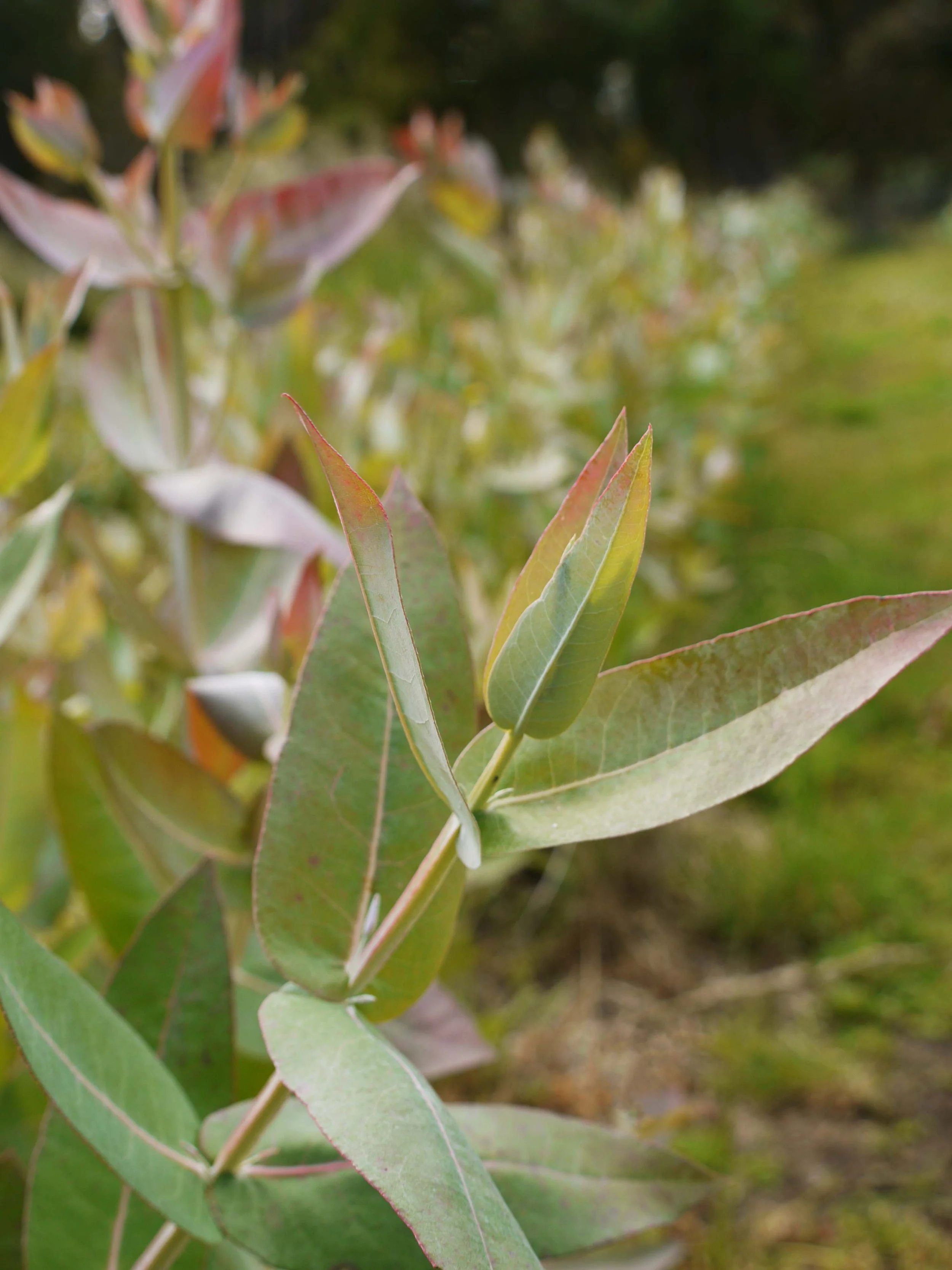 Tasmanian Blue Gum (Eucalyptus globulus) plantation row