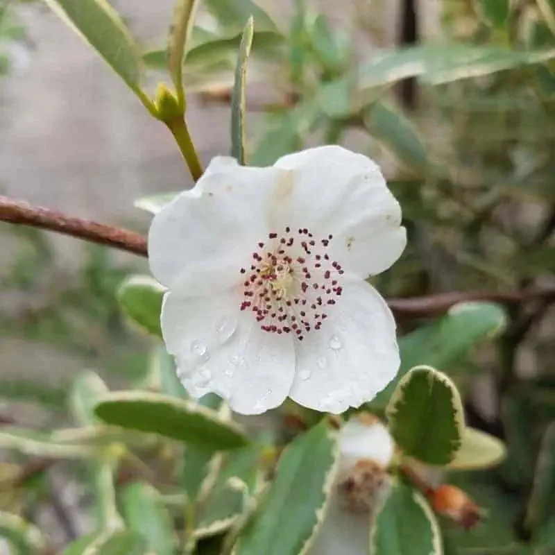 Eucryphia lucida.jpg
