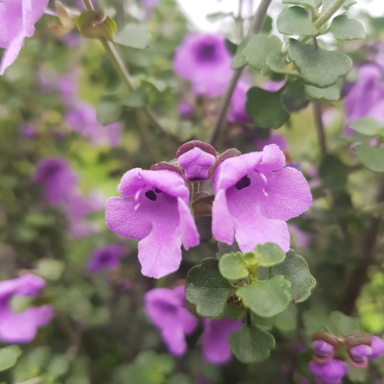 Close-up of purple bell-shaped flowers of Tasmanian Round-Leaved Mint Bush.