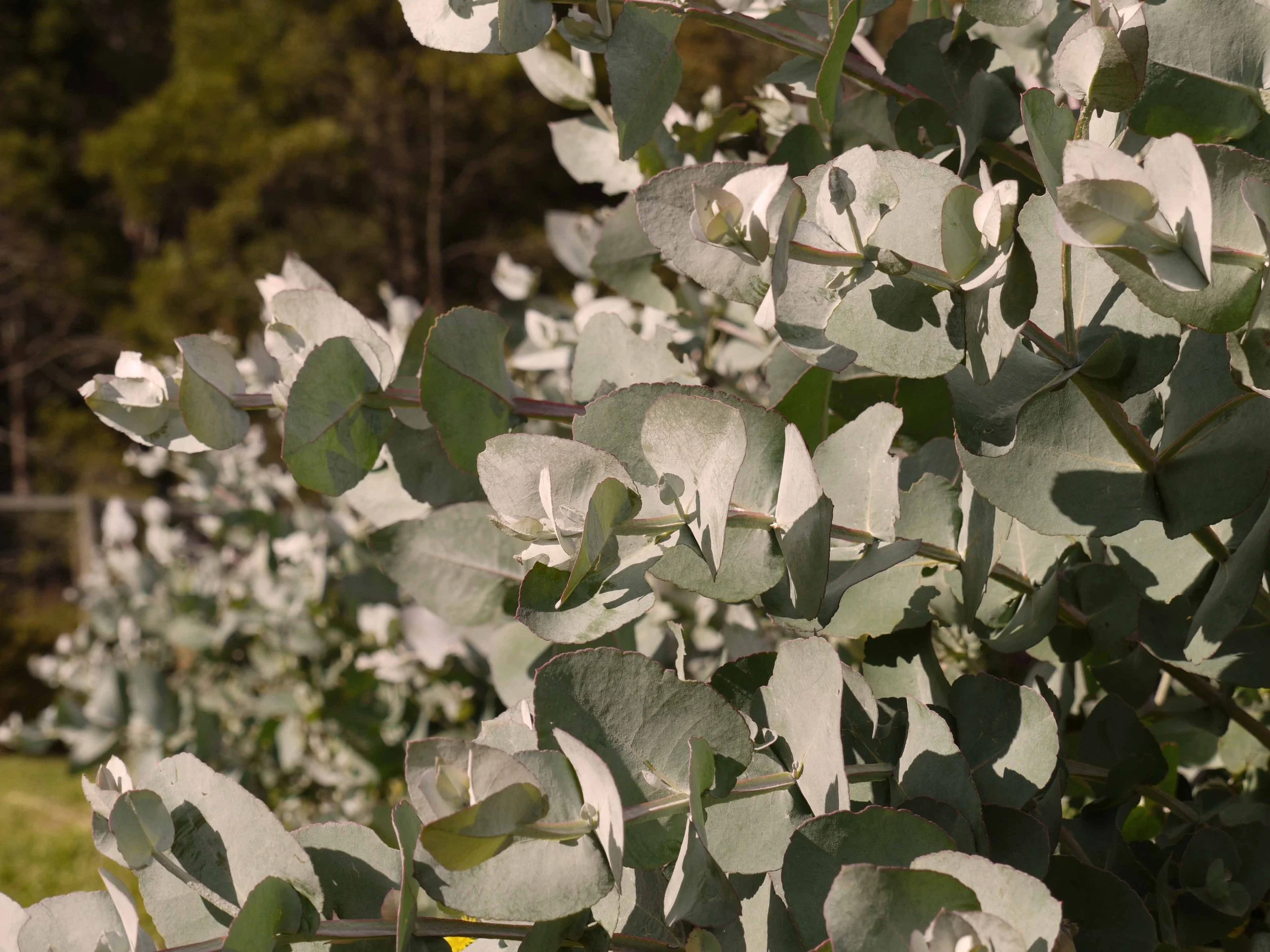 Heart-Leaved Silver Gum (Eucalyptus cordata), in plantation row. VULNERABLE to THREATENED species