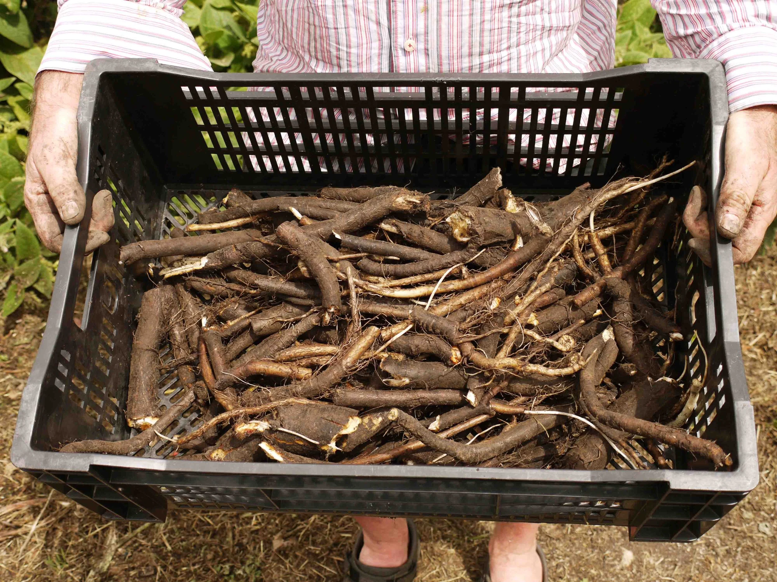 Person holding a plastic crate filled with freshly dug Comfrey roots.